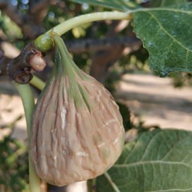 Süzme Aydın Dağ İnciri