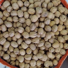 Denizli Yayla Cevizi