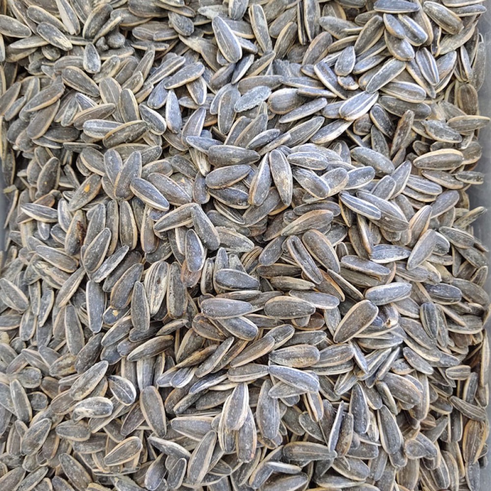 Siyah Tuzlu Çekirdek