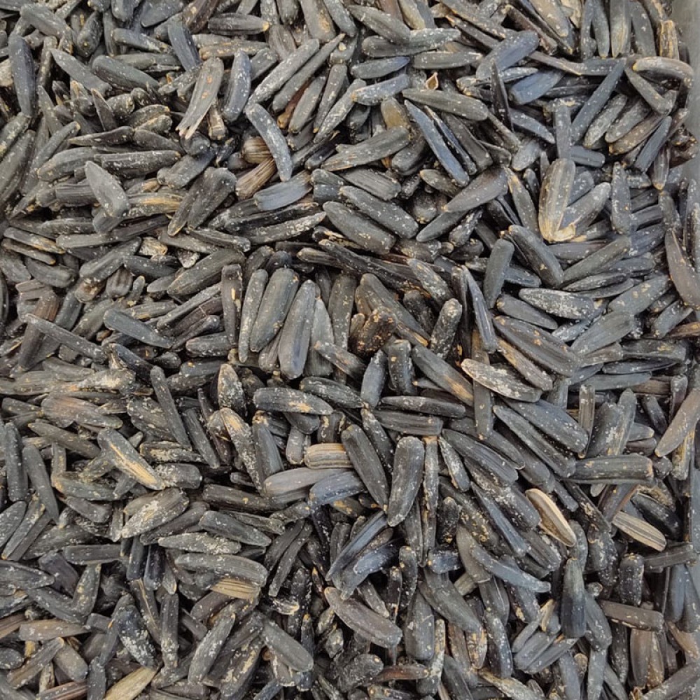 Siyah Yağlı Çekirdek